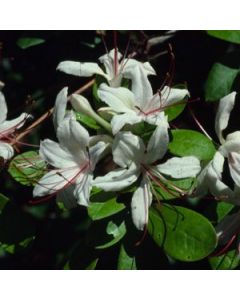 Rhododendron arborescens | 3 gal. pot (Oversized)