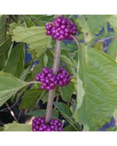 Callicarpa americana (American Beautyberry)