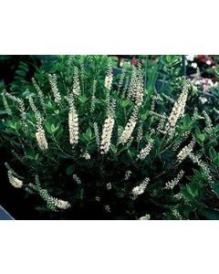 Clethra alnifolia 'Sixteen Candles' | 1 gal. pot