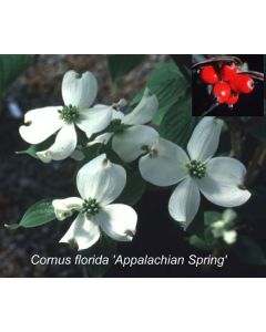Cornus florida 'Appalachian Spring' | 5 gal. pot (Nursery Pick Up Only)