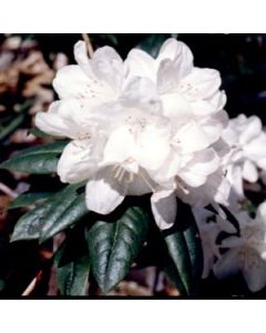 Rhododendron 'Dora Amateis'  | 1 gal. pot 