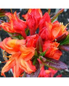 Rhododendron 'Fireball'  | 3 gal. pot (Oversized)