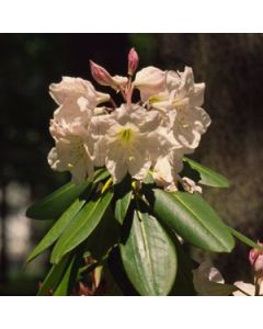 Rhododendron fortunei | 2 gal. pot 