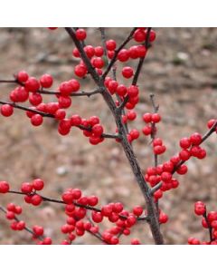 Ilex verticillata 'Winter Red' (Female Winterberry)