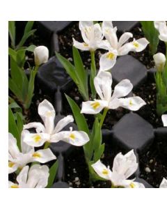 Iris cristata 'Tennessee White' | 1 gal. pot 