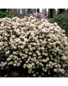 Rhododendron 'Mary Fleming' | 1 gal. pot 