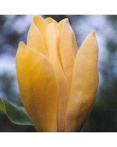 Magnolia 'Yellow Bird' | 1 gal. pot