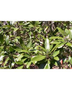 Magnolia virginiana | 3 gal. pot (Oversized)