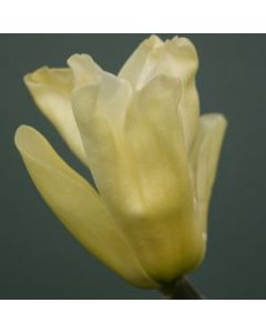 Magnolia 'Elizabeth' | 1 gal. pot
