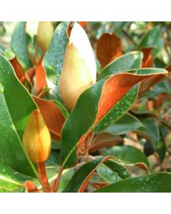 Magnolia grandiflora 'Kay Parris' | 1 gal. pot 