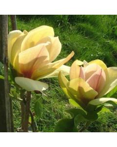 Magnolia 'Sun Sprite' | 1 gal. pot 