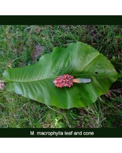 Magnolia macrophylla | 2 gal. pot 