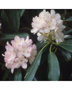 Rhododendron maximum | 3 gal. pot (Oversized)