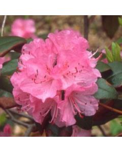 Rhododendron 'Olga Mezitt' | 1 gal. pot 