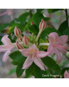 Rhododendron 'Weston's Pennsylvania' 