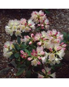 Rhododendron 'Percy Wiseman' | 2 gal. pot 