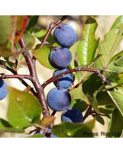 Prunus maritima | 1 gal. pot 
