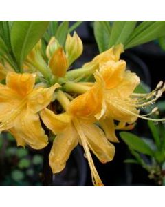 Rhododendron 'Admiral Semmes' 