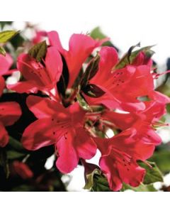 Rhododendron Autumn Ruby™ Encore® Azalea 'Conler' PP12110 | 3 gal. pot (Oversized)
