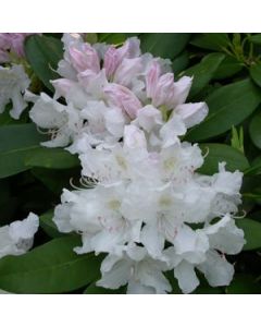 Rhododendron 'Boule de Neige' | 2 gal. pot