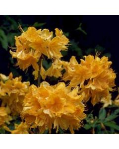Rhododendron 'Golden Lights' | 3 gal. pot (Oversized)