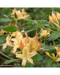 Rhododendron 'Golden Showers' | 1 gal. pot