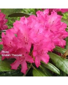Rhododendron 'Hellikki' | 1 gal. plant 
