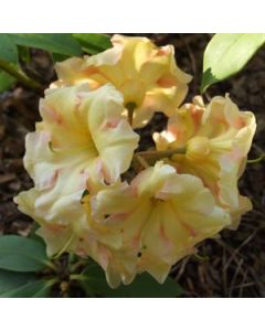 Rhododendron 'Jenny Tabol' | 2 gal. pot 