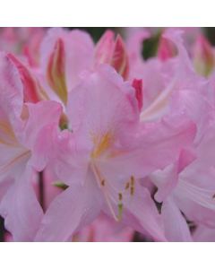 Rhododendron prinophyllum 'Marie Hoffman' | 2 gal. pot 