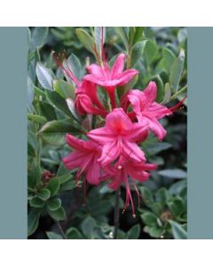 Rhododendron 'Millenium' | 1 gal. pot 