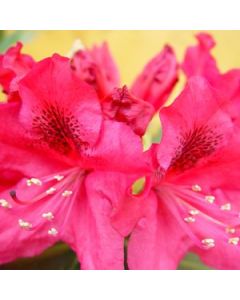 Rhododendron 'Nova Zembla' | 1 gal. pot 