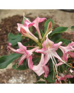 Rhododendron 'Ribbon Candy' | 1 gal. pot
