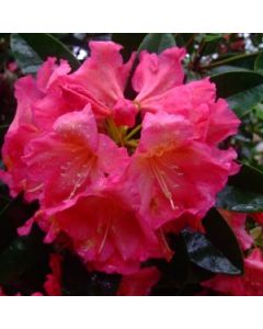 Rhododendron 'Ruth Mottley' | 1 gal. pot 