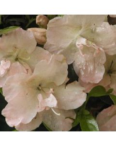 Rhododendron 'Susan Oliver'  | 1 gal. pot