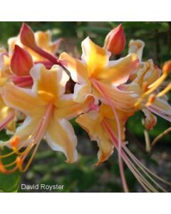 Rhododendron austrinum 'Millie Mac' 