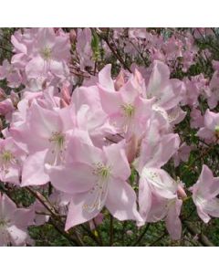 Rhododendron schlippenbachii | 2 gal. pot