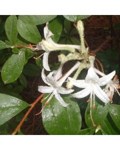 Rhododendron viscosum var. serrulatum | 1 gal. pot