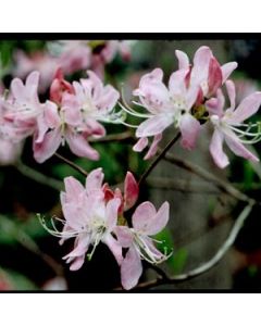 Rhododendron vaseyi | 2 gal. pot 