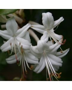 Rhododendron viscosum var. montanum | 1 gal. pot