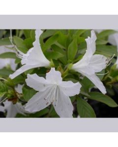 Rhododendron yedoense var. poukhanense album | 1 gal. pot 