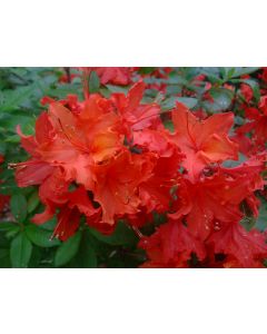 Rhododendron 'Gibraltar' | 3 gal. pot (Oversized)