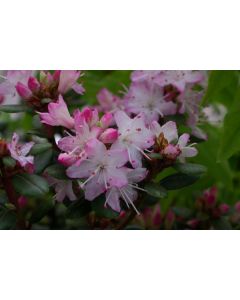 Rhododendron racemosum 'Split Rock' | 1 gal. pot 