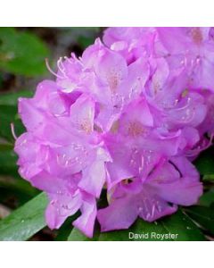Rhododendron 'Roseum Elegans'  | 3 gal. pot (Oversized)