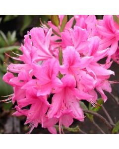 Rhododendron 'Rosy Lights' | 3 gal. pot (Oversized)