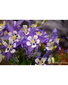 Aquilegia 'Kirigami Blue and White' | 2 gal. pot