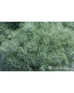 Artemisia schmidtiana 'Silvermound' | 1 gal. pot