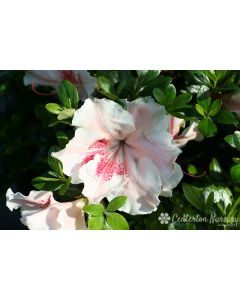 Rhododendron 'Achievement' | 3 gal. pot (Oversized)