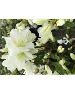 Rhododendron 'Delaware Valley White' | 1 gal. pot