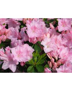 Rhododendron 'Ellie Harris' | 3 gal. pot (Oversized)