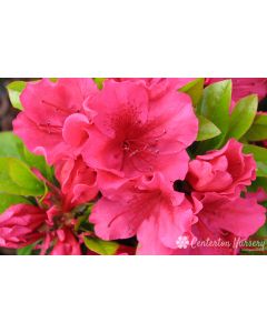 Rhododendron 'Girard's Crimson' | 3 gal. pot (Oversized)